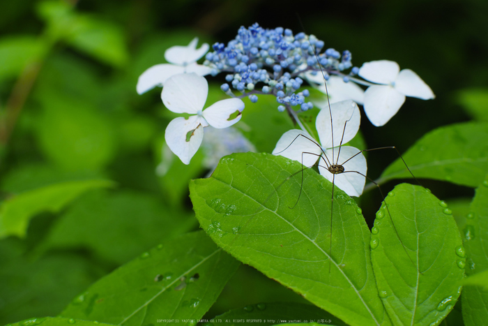 宇陀,山紫陽花(P1010406(RAW),--)2016yaotomi.jpg