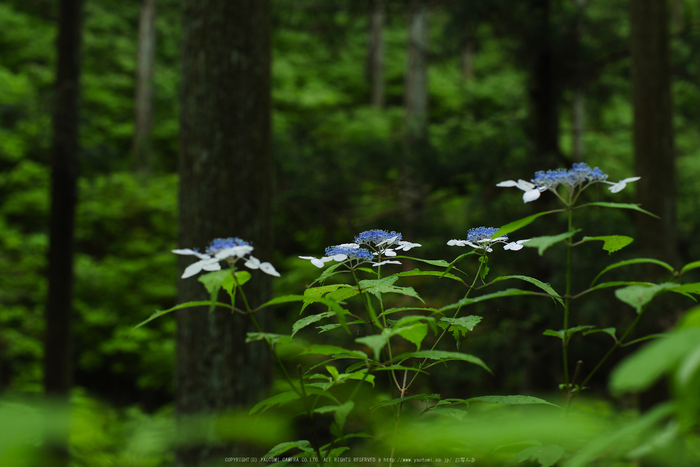 宇陀,山紫陽花(P1010415(RAW),--)2016yaotomi.jpg