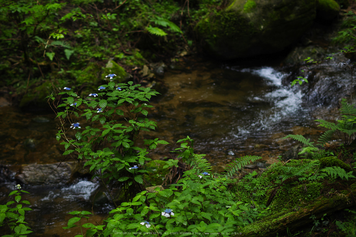 宇陀,山紫陽花(P1010434(RAW),--)2016yaotomi.jpg