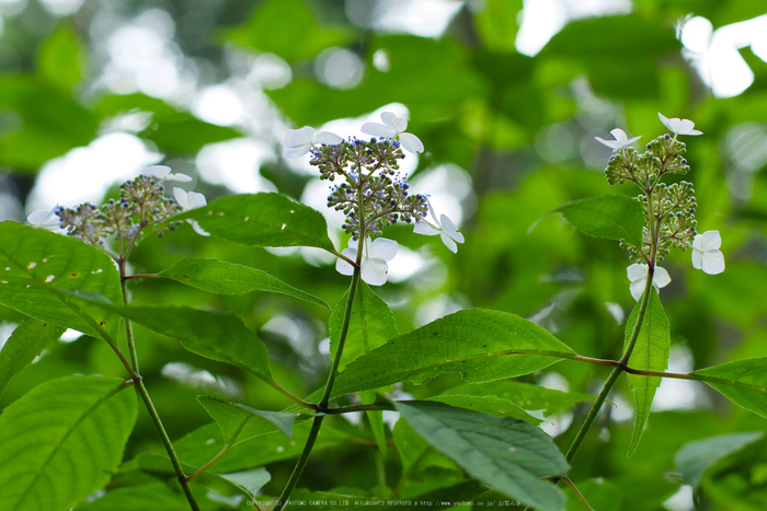 宇陀,山紫陽花(P1010461(RAW),--)2016yaotomi.jpg