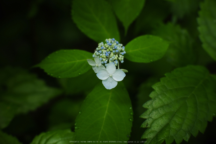 宇陀,山紫陽花(P1010486(RAW),--)2016yaotomi.jpg