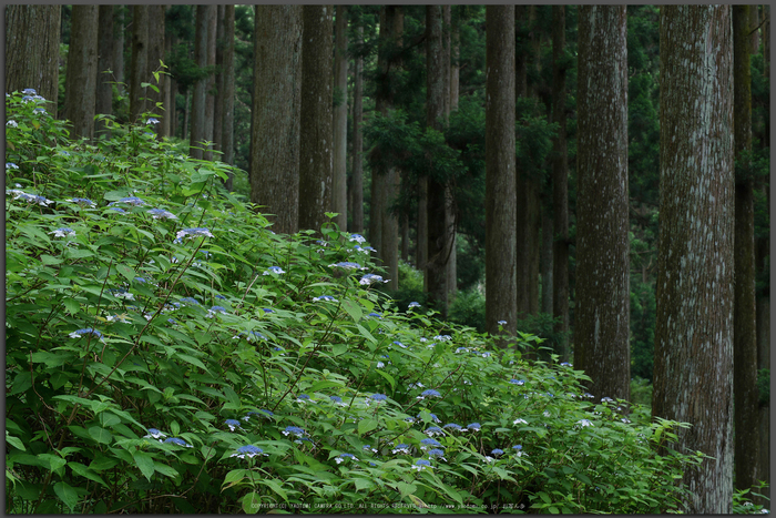 宇陀,山紫陽花(P1010490(RAW),--)2016yaotomi_T.jpg