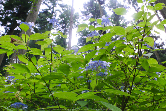 宇陀,山紫陽花(P1010495(RAW),--)2016yaotomi.jpg