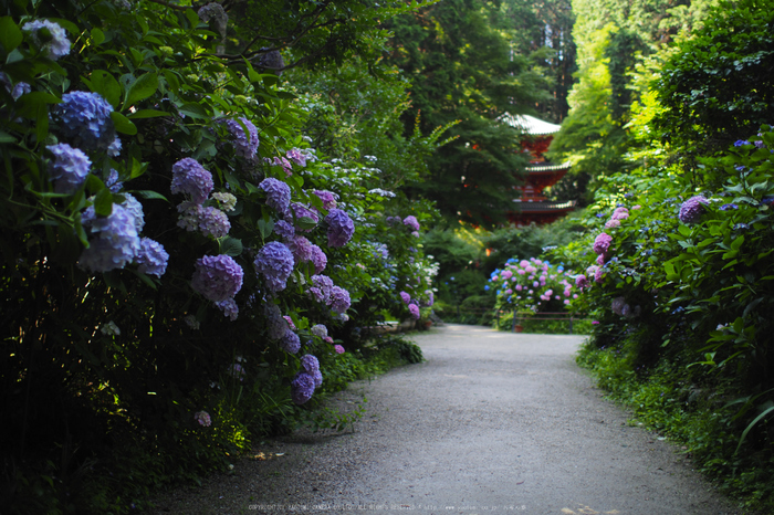 岩船寺,アジサイ(P6181846raw,18 mm,iso200)2016yaotomi.jpg