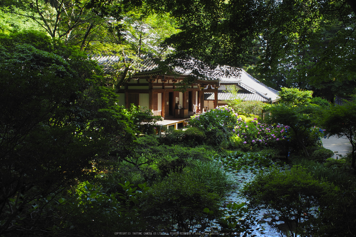 岩船寺,アジサイ(P6181853raw,18 mm,iso200)2016yaotomi.jpg