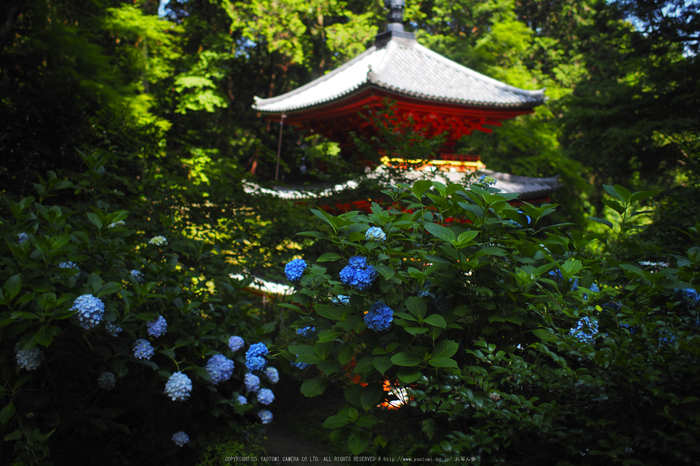 岩船寺,アジサイ(P6181855raw,18 mm,iso200)2016yaotomi.jpg