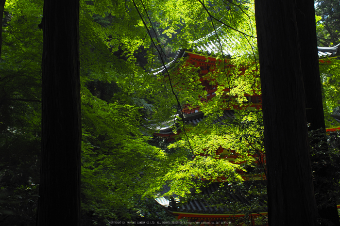 岩船寺,アジサイ(P6181862raw,18 mm,iso200)2016yaotomi.jpg