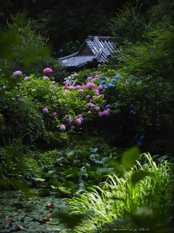 岩船寺,アジサイ(P6181870raw,43 mm,iso200)2016yaotomi.jpg