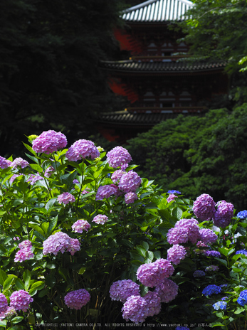 岩船寺,アジサイ(P6181879raw,43 mm,iso200)2016yaotomi.jpg