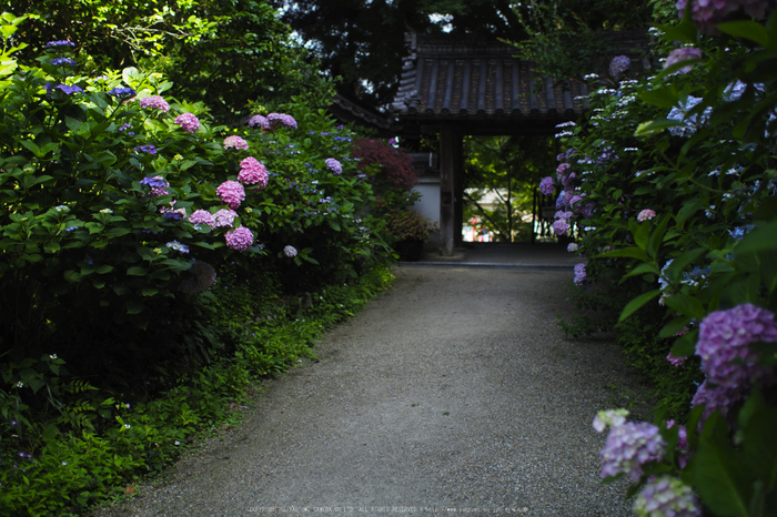 岩船寺,アジサイ(P6181894raw,18 mm,iso200)2016yaotomi.jpg