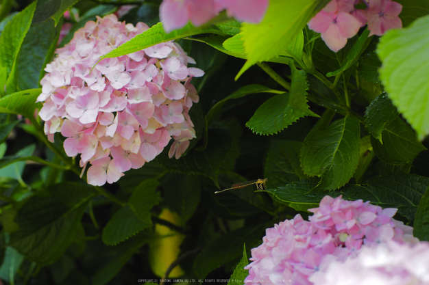 岩船寺,アジサイ(P6181943raw,43 mm,iso200)2016yaotomi.jpg