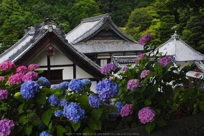 柳谷観音,アジサイ(P6151566rawFL,18 mm,iso200)2016yaotomi.jpg