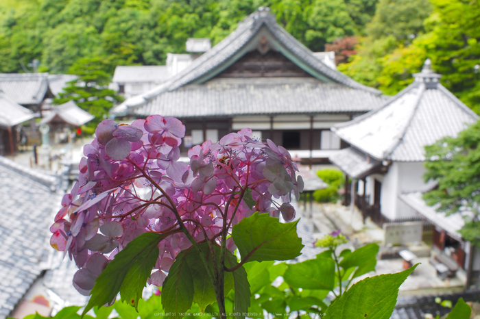 柳谷観音,アジサイ(P6151570rawFL,18 mm,iso200)2016yaotomi.jpg