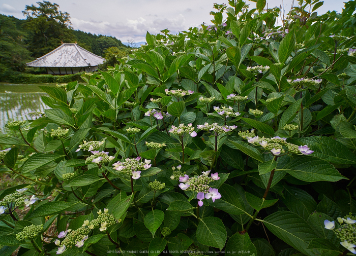 橋本院,紫陽花_EM180759,2016yaotomi.jpg