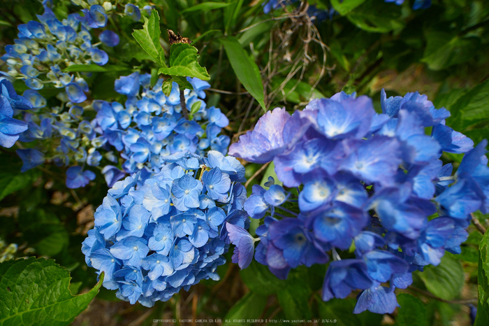 橋本院,紫陽花_EM180803,2016yaotomi.jpg