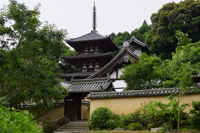 當麻寺西南院,サツキ_EM110136,2016yaotomi_.jpg