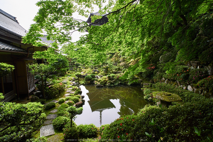 當麻寺西南院,サツキ_EM110151,2016yaotomi_.jpg