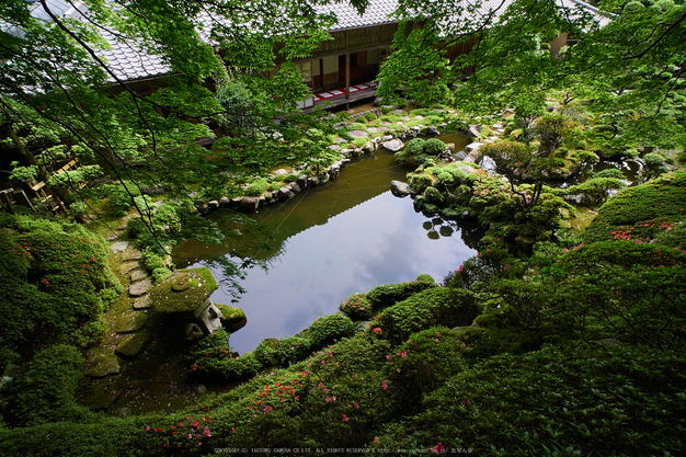 當麻寺西南院,サツキ_EM110174,2016yaotomi_ 1.jpg