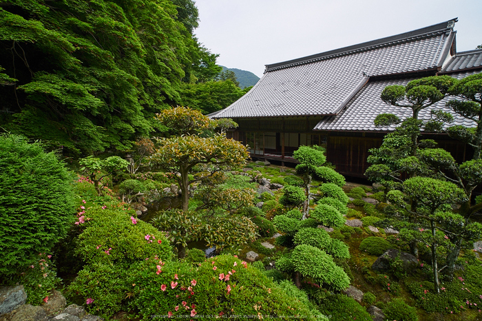 當麻寺西南院,サツキ_EM110189,2016yaotomi_.jpg