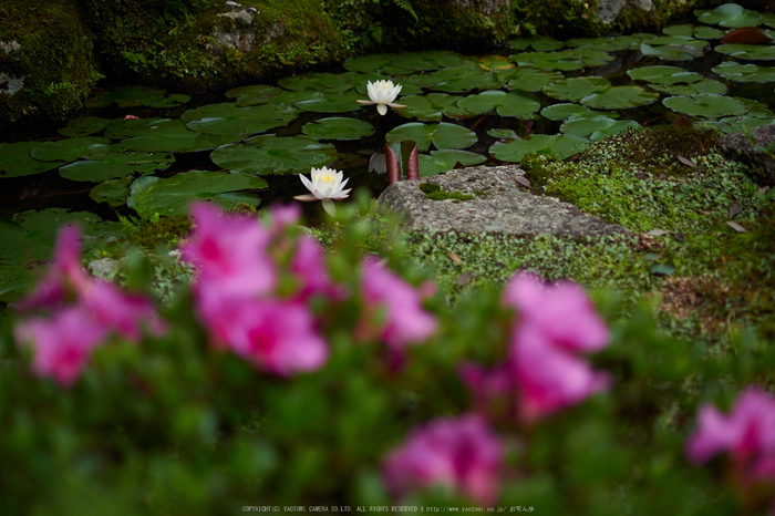 當麻寺西南院,サツキ_EM110202,2016yaotomi_.jpg