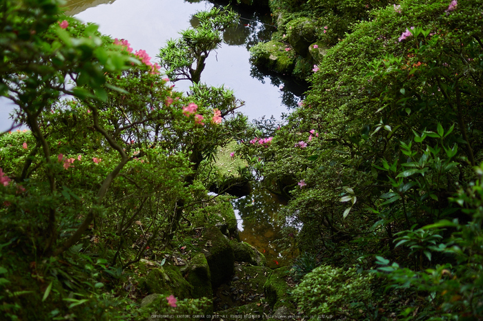 當麻寺西南院,サツキ_EM110223,2016yaotomi_.jpg