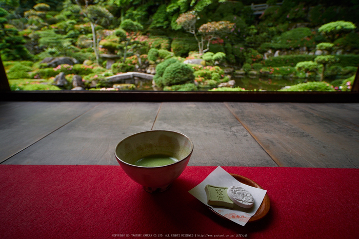 當麻寺西南院,サツキ_EM110276,2016yaotomi_.jpg