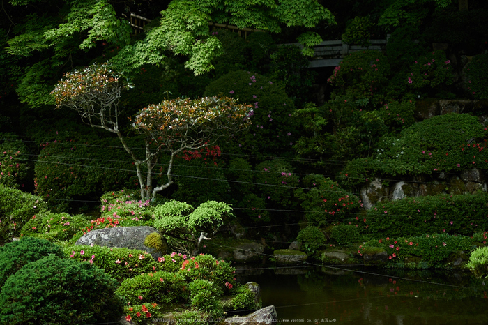 當麻寺西南院,サツキ_EM110285,2016yaotomi_.jpg