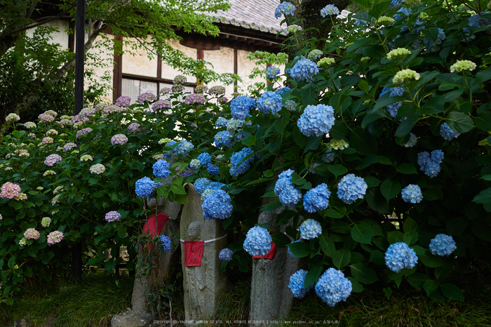 矢田寺,あじさい_EM110017,2016yaotomi_.jpg