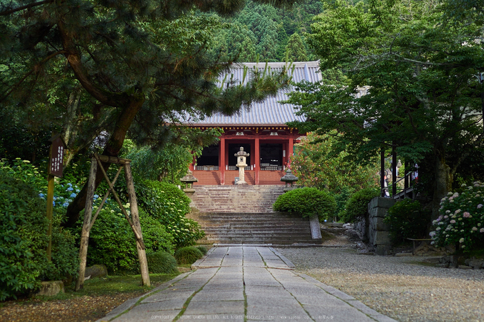 矢田寺,あじさい_EM110021,2016yaotomi_.jpg