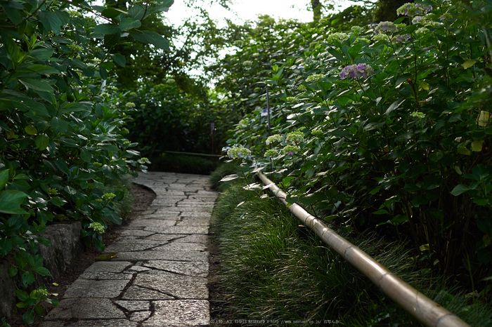 矢田寺,あじさい_EM110056,2016yaotomi_.jpg