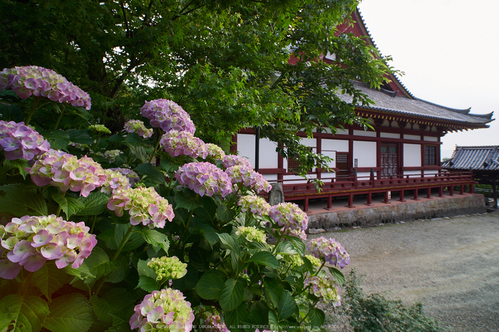 矢田寺,あじさい_EM110097,2016yaotomi_.jpg