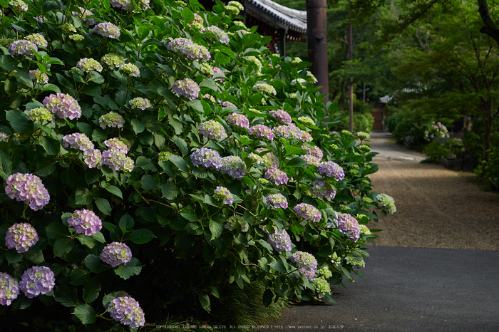 矢田寺,あじさい_EM110115,2016yaotomi_.jpg