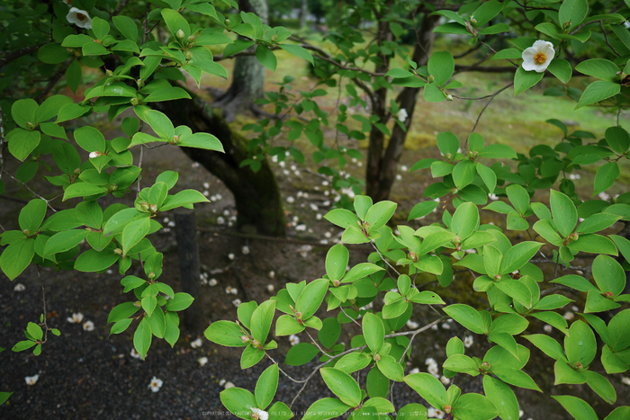 京都,南禅寺(P1010758(RAW),12 mm,F1.4,iso200)2016yaotomi.jpg