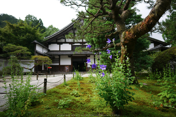 京都,天授庵(P1010780,12 mm,F1.4,iso200)2016yaotomi.jpg