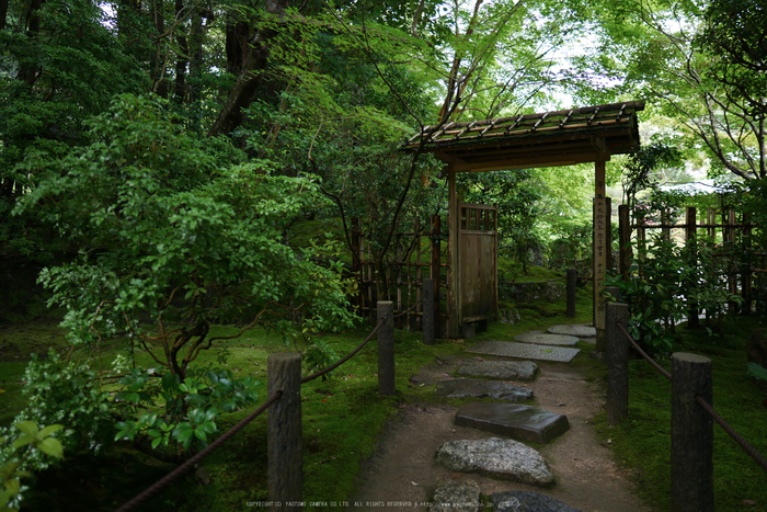 京都,天授庵(P1010807,12 mm,F1.4,iso200)2016yaotomi.jpg