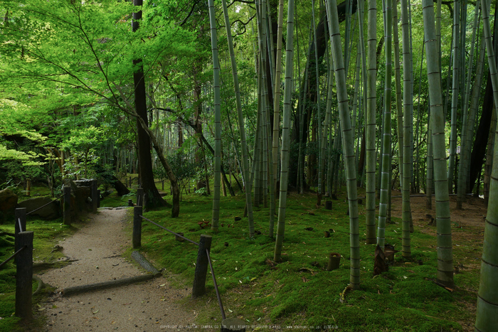 京都,天授庵(P1010886,12 mm,F8,iso200)2016yaotomi.jpg