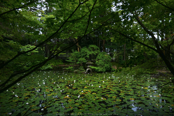 京都,天授庵(P1010917,12 mm,F1.4,iso200)2016yaotomi.jpg