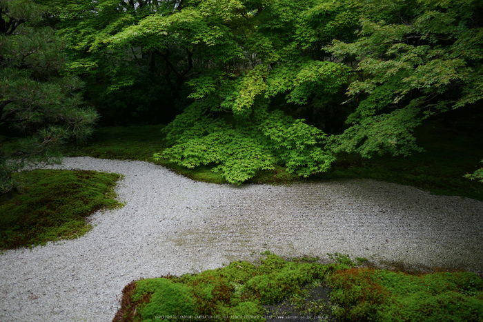 京都,天授庵(P1010939,12 mm,F1.4,iso200)2016yaotomi.jpg