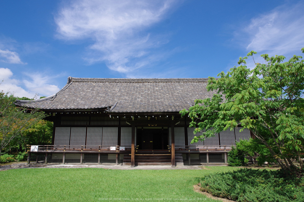 勧修寺,蓮(K70_0528,16 mm,F8,iso100)2016yaotomi.jpg