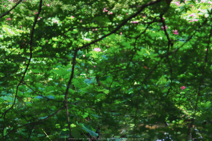 勧修寺,蓮(K70_0559,85 mm,F8,iso100)2016yaotomi.jpg