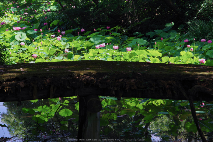 勧修寺,蓮(K70_0578,85 mm,F8,iso100)2016yaotomi.jpg