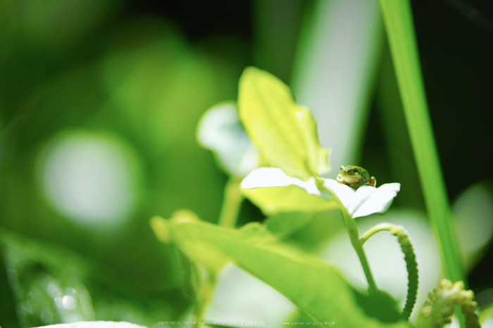 御杖,半夏生(SDQ_0499,100 mm,F2,iso100)2016yaotomi_.jpg