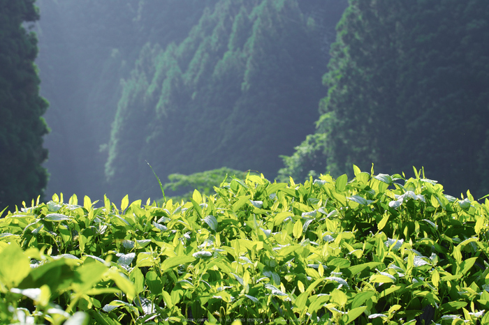 御杖,半夏生(SDQ_0517,83 mm,F8,iso100)2016yaotomi_.jpg