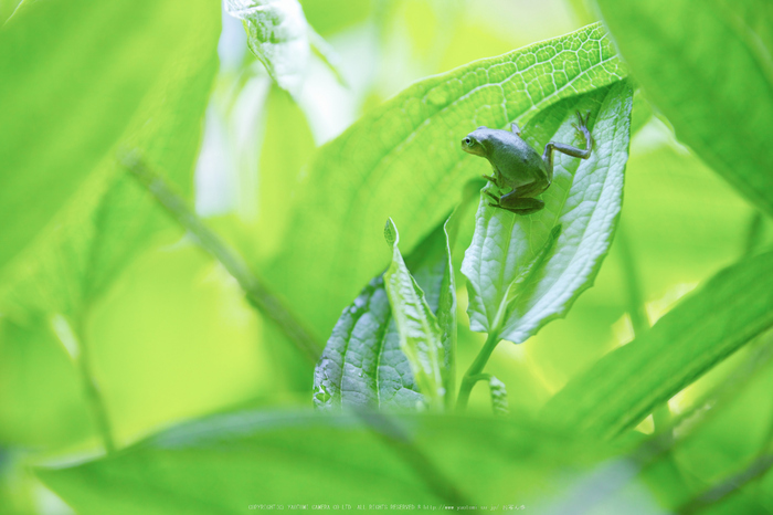 御杖,半夏生(SDQ_0569,100 mm,F2.5,iso100)2016yaotomi_.jpg