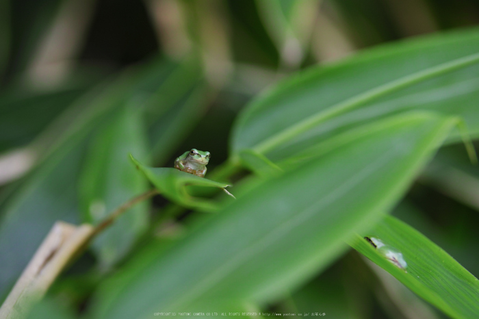 御杖,半夏生(SDQ_0684,100 mm,F3.2,iso100)2016yaotomi_.jpg