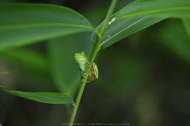 御杖,半夏生(SDQ_0690,94 mm,F3.2,iso100)2016yaotomi_.jpg