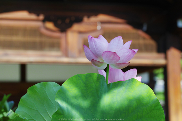 法金剛院,蓮(SDQ_0773,100 mm,F5)2016yaotomi.jpg