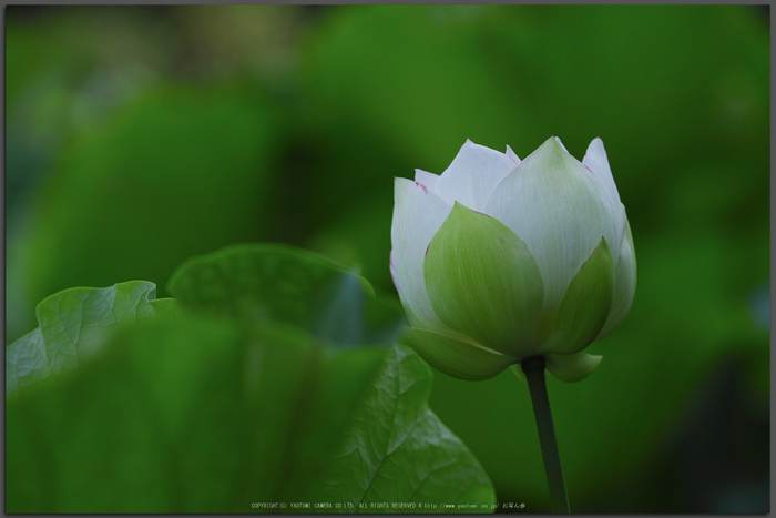 法金剛院,蓮(SDQ_0841,100-mm,F2.8)2016yaotomi_T.jpg