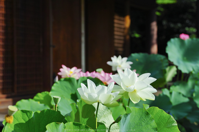 法金剛院,蓮(SDQ_0859,100 mm,F5)2016yaotomi.jpg