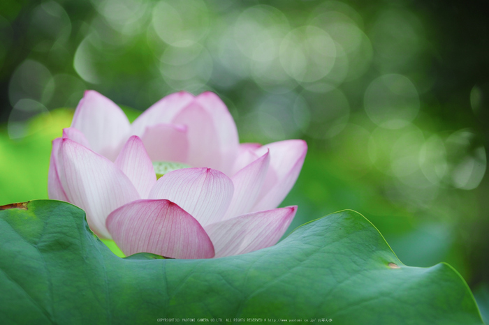 法金剛院,蓮(SDQ_0880,100 mm,F2.5)2016yaotomi.jpg